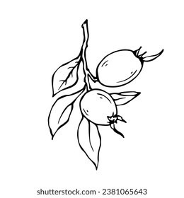 Linear sketch, doodles of wild berries. Vector graphics.