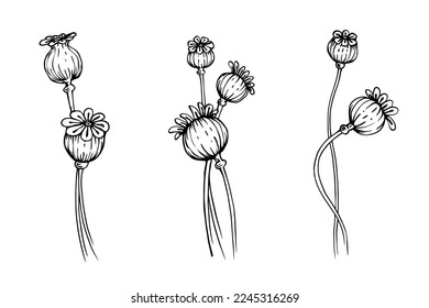 Linear sketch of dried flowers of poppy flower.Vector graphics.