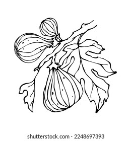 Linear sketch of fig branches with fruits and leaves.Vector graphics.