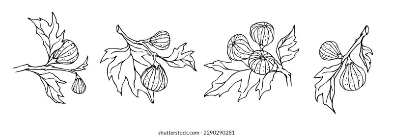 Esbozo lineal de ramas de higos con frutos y hojas.Gráficos vectoriales.	