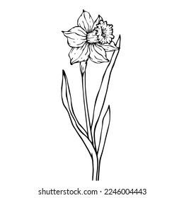Linear sketch of flowers and buds of spring daffodil.Vector graphics.