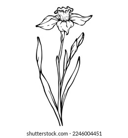 Linear sketch of flowers and buds of spring daffodil.Vector graphics.