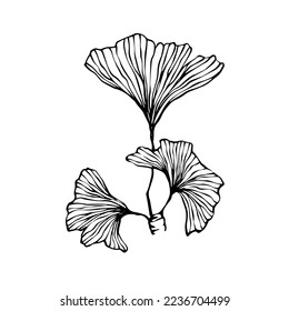 Lineare Skizze von ginkgo-Blättern.Vektorgrafiken.