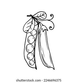 Linear sketch of a green pea pod.Vector graphics.