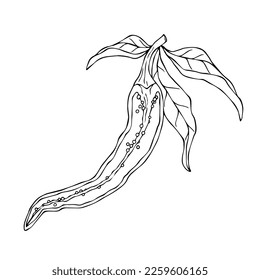 Linear sketch of halves of chili pepper with leaves.Vector graphics.
