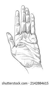 Linear sketch of the hand. Vector illustration.