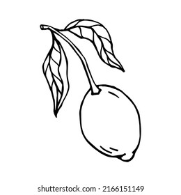 Esbozo lineal de fruta tropical limonar.Gráfico vectorial.