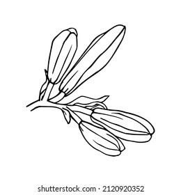 Esbozo lineal de las flores de lirio.Gráficos vectoriales.