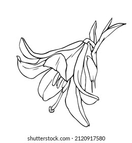 Linear sketch of a lily flower.Vector graphics.