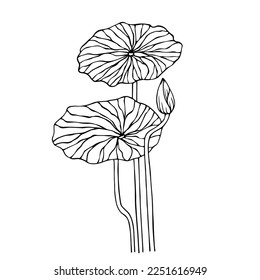 Linear sketch of lotus flowers,buds and leaves.Vector graphics.