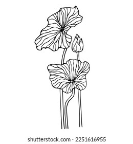 Linear sketch of lotus flowers,buds and leaves.Vector graphics.