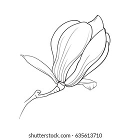 Linear sketch of Magnolia Flower. Hand drawn style black and white line illustration on a white background. Vector illustration
