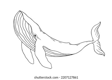 Linear sketch of a marine mammal blue whale.Vector graphics.