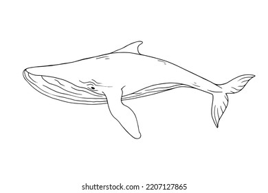 Linear sketch of a marine mammal blue whale.Vector graphics.