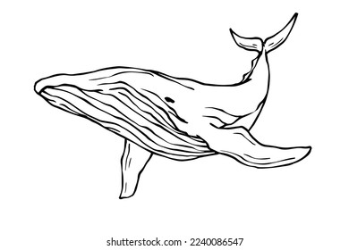 Linear sketch of a marine mammal whale.Vector graphics.