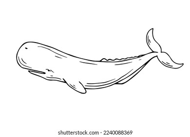 Linear sketch of a marine predatory mammal sperm whale.Vector graphics.