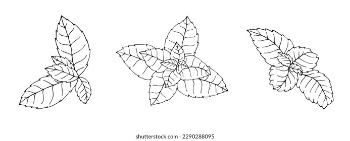 Linear sketch of mint leaves.vector graphic.