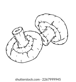 Linear sketch of mushrooms. Vector graphics.