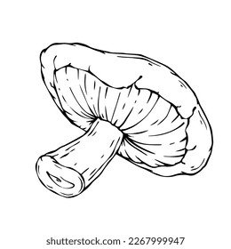 Linear sketch of mushrooms. Vector graphics.