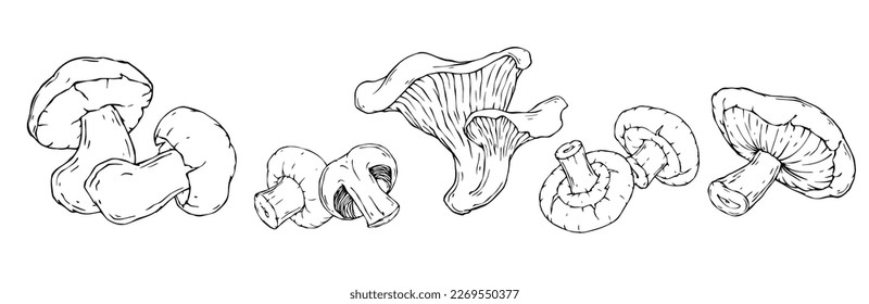 Esbozo lineal de hongos. Gráficos vectoriales.	