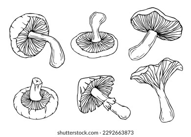 Linear sketch of mushrooms. Vector graphics.	