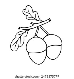 Linear sketch of an oak branch with acorns and leaves.Vector graphics.