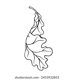 Linear sketch of an oak leaf.Decorative botanical element.Vector graphics.