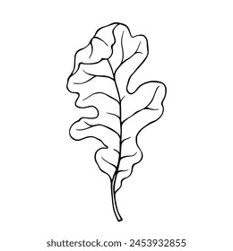 Esbozo lineal de una hoja de roble.Elemento botánico decorativo.Gráficos de Vector.