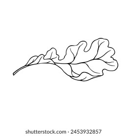 Linear sketch of an oak leaf.Decorative botanical element.Vector graphics.