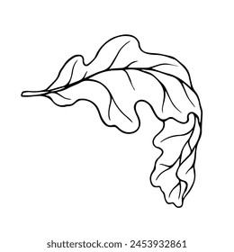 Linear sketch of an oak leaf.Decorative botanical element.Vector graphics.
