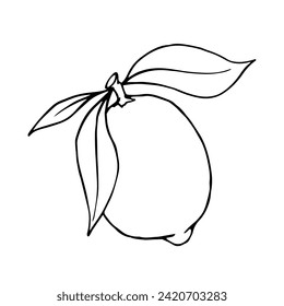 Linear sketch, outline of the citrus fruit lemon. Vector graphics.