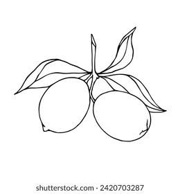 Linear sketch, outline of the citrus fruit lemon. Vector graphics.