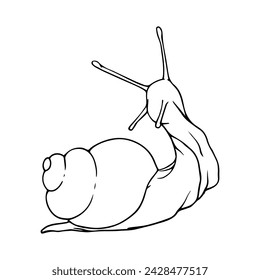 Linear sketch, outline, coloring of a snail. Vector graphics.