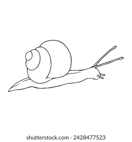 Linear sketch, outline, coloring of a snail. Vector graphics.