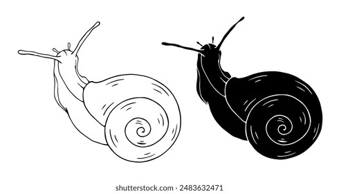 Linear sketch, outline, decorative silhouette, snail stamp. Vector graphics.