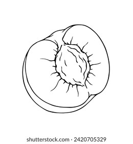 Linear sketch, outline of halves of fruit peach, nectarine.Vector graphics.