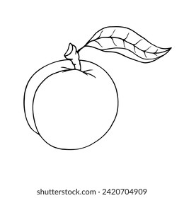 Linear sketch, outline of peach, nectarine fruit.Vector graphics.