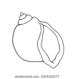 Linear sketch, outline of a sea shell. Vector graphics.