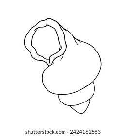 Linear sketch, outline of a sea shell. Vector graphics.