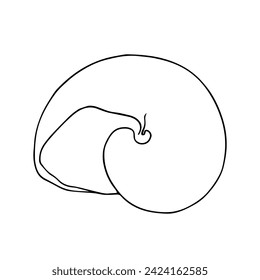 Linear sketch, outline of a sea shell. Vector graphics.