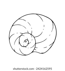 Linear sketch, outline of a sea shell. Vector graphics.