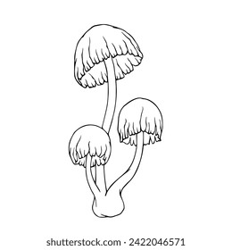 Linear sketch, outline of toadstool mushrooms.Vector graphics.