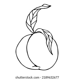 Linear sketch of peach summer fruit with leaves .Vector graphics.