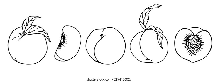 Linear sketch of peaches. Fruit doodle set. Vector graphics.