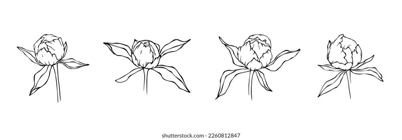Linear sketch of peony flower buttons.Vector graphics.
