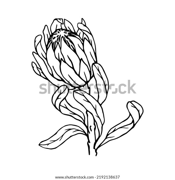 Linear Sketch Protea Flower Vector Graphics Stock Vector (royalty Free 