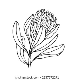 Linear sketch of a protea flower.Vector graphics.