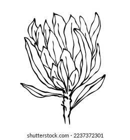 Linear sketch of a protea flower.Vector graphics.