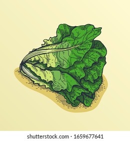 Linear sketch of romain lettuce on beige background. Fresh leaves of herb for salad in hand-drawing style.