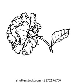 Linear sketch of a rose flower. Vector graphics.